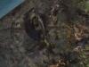 lifespan-aquarium36