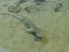 lifespan-aquarium42